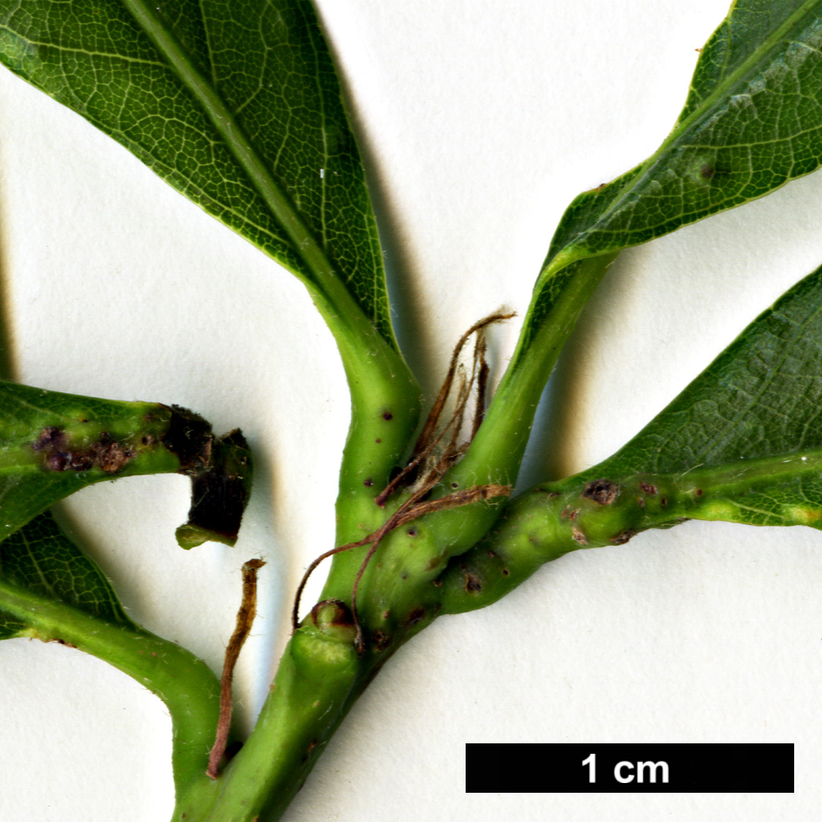 High resolution image: Family: Fagaceae - Genus: Quercus - Taxon: bicolor × Q.michauxii